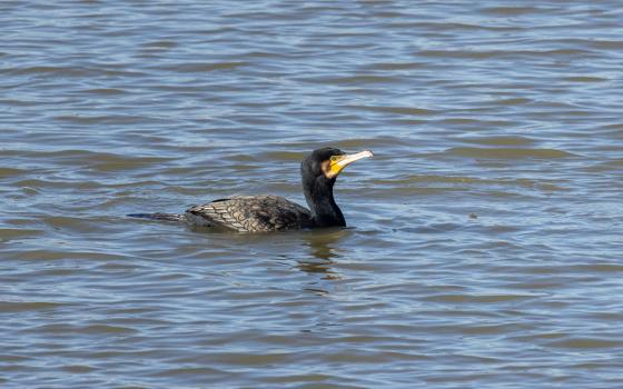 Un cormorano nuota tranquillamente in acqua, mostrando il suo piumaggio scuro.